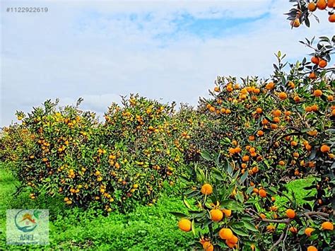 sahibinden satılık mandalina bahçesi